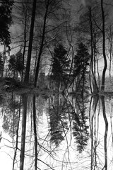 black and white picture of perfectly reflected trees in a forest pond