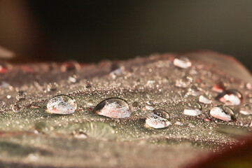 macro picture of raindrops on an exotic leaf