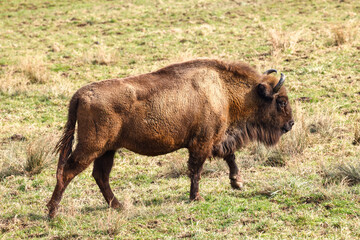 american bison 