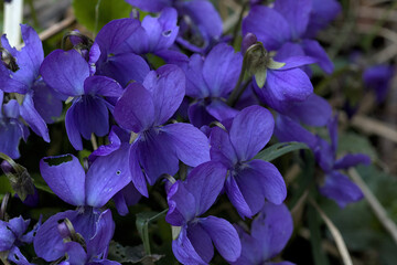a few violets photographed from close-up