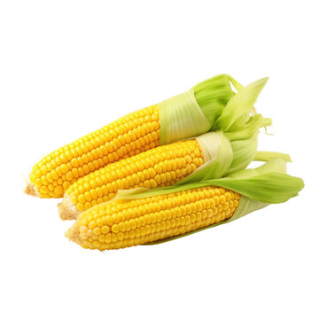 recommend clip art: Corncobs Isolated on transparent background