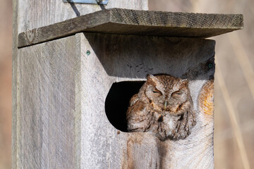 An eastern screech owl suns itself while napping in a birdhouse in Taylor Creek Park in Toronto, Ontario.