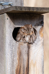 An eastern screech owl suns itself while napping in a birdhouse in Taylor Creek Park in Toronto, Ontario.