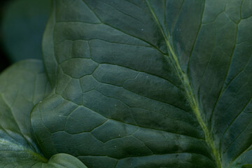 a large green leaf photographed in detail
​