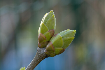 two green blooming buds photographed in the garden