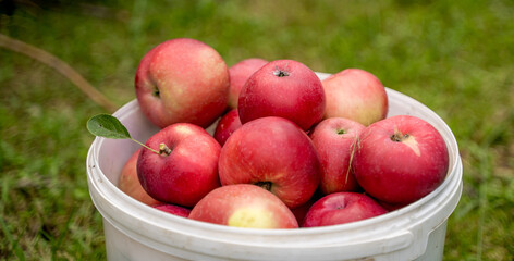 Freshly picked apples from the garden in a plastic white bucket, organic fruit cultivation.