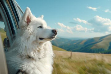 Close up and selective focus at fluffy white Samoyed dog enjoys a car ride, gazing out of the window at the lush green countryside and distant mountains under a clear blue sky.