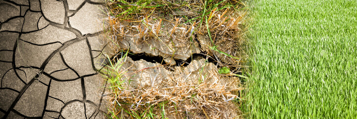 Fertile fields towards desertification - cracked ground and green field - climate change towards desertification - concept image