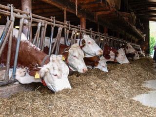 Cows in the barn with hay to eat - 750883421