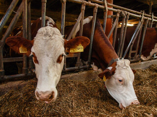 Cows in the barn with hay to eat - 750883427