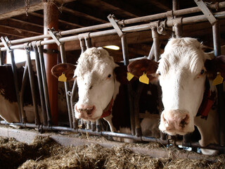 Cows in the barn with hay to eat - 750883624
