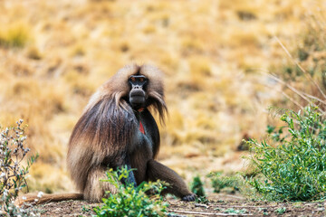 Alpha male of endemic animal monkey Gelada baboon. Theropithecus gelada, Debre Libanos, Simien Mountains, Africa Ethiopia wildlife