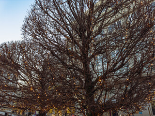 Winter's Silhouette: The Bare Branches of a Tree