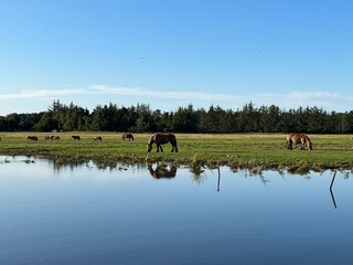 horses in the field on the shore of the river