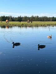 ducks on the river and horses on the shore