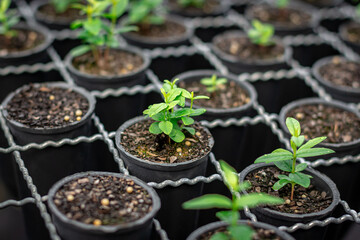 Plantas e flores nativas 
