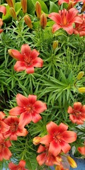 red tropical flowers