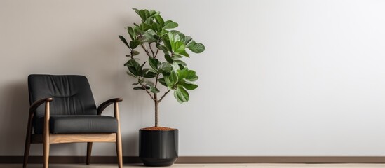 A black potted plant rests on a wooden cupboard beside a brown chair against a wall in a minimalist living room. A rug completes the simple and modern interior design.