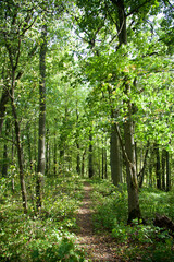 Early Autumn Forest On A Thousand Year Old Mound