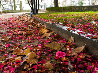 Autumn's Palette: Camellia Flowers Amongst Fallen Leaves