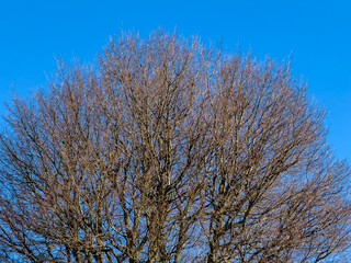 Winter's Embrace: Leafless Trees Against a Crisp Blue Sky