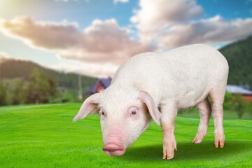 Domestic cute pink pig on background