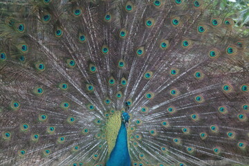 Obraz premium pavão