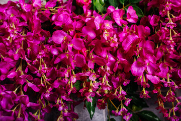 pink flowers in the garden