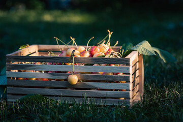 Ripe cherries in the wooden box on the grass in the summer orchard. Summer harvesting concept.