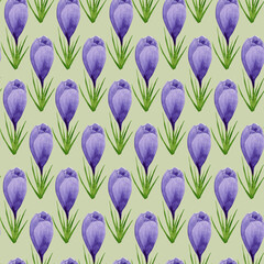 Watercolor spring crocuses seamless pattern, spring flower digital paper on green background. Hand painted floral illustration. For textile design, packaging, wrapping paper, wallpaper, scrapbooking.