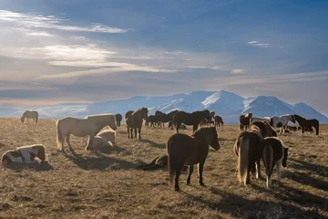 Cercles muraux Atlantic Ocean Road Herd of horses on a pasture, North Iceland