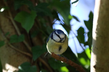 Blue Tit (Cyanistes caeruleus), common little bird of the hedgerows.