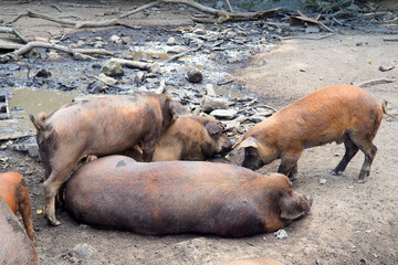 Fototapeta premium one of the charms, but also one of the dangers, of the roads of Corsica (nicknamed the Island of Beauty), is that you come across all kinds of different animals: pigs, wild boars, goats, cows, horses