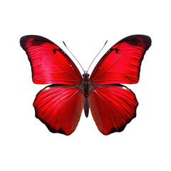 Red butterfly isolated on transparent background