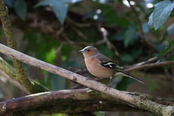A colourful Chaffinch (Fringilla coelebs) in the hedgerow.