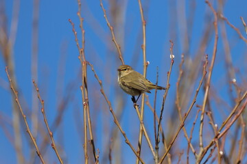 Chiffchaff (Phylloscopus collybita) flitting between the uppermost branches of a tree.