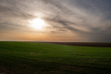 Sunrise over young green cereal field in autumn