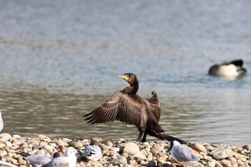Cormorant (Phalacrocoracidae) wings outstretched to dry in the sun.