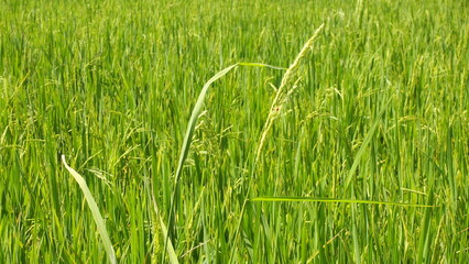 A green rice paddy field