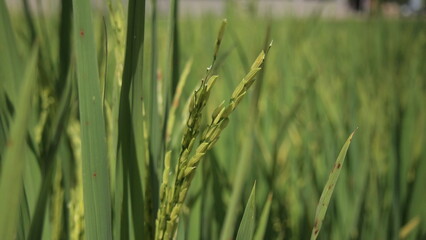 Close up on a rice paddy plant in the paddy field
