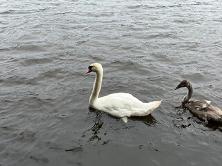 swans on the lake