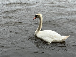 swans on the lake