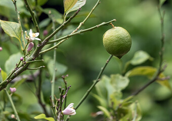 Lime bush, fruit of a citrus plant close up. Citrus aurantiifolia, green lime lemon handing on a tree branch. harvest time. South Africa garden plantation. Natural wallpaper. blooming flowers