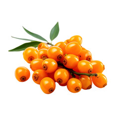Sea buckthorn berry isolated on transparent background