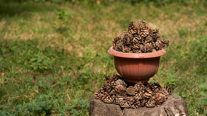 The use of cones in the decoration of park space. Vase with pine and spruce cones and on a stump....