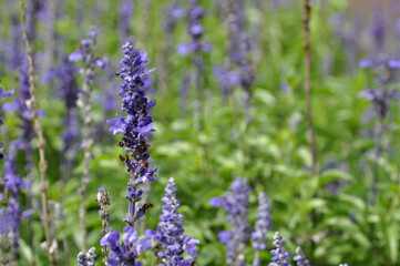 flores de lavanda 