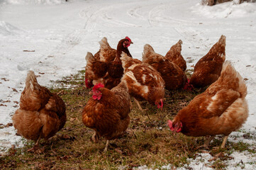 Red Sex Link Chickens pecking on the grass in the snow. On a farm in the winter.