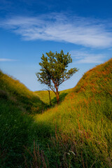 A single tree in the ravine with high grass in a sunset summer light under the blue sky with clouds.