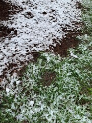 Snow melting on grass