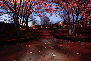 Spring trees in bloom in Capitol Park at night , downtown Raleigh